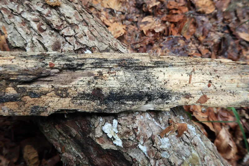 Alysidium resinae 1 - IMG_5928